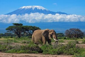 Mount Kilimanjaro is Africa's highest peak (5,895 m) and Tanzania's most iconic image. Mount Kilimanjaro National Park, unlike other parks in northern Tanzania, is not visited for the wildlife but for the chance to stand in awe of this beautiful snow-capped mountain and, for many, to climb to the summit. Mount Kilimanjaro can be climbed at any time, although the best period is from late June to October, during the dry season.