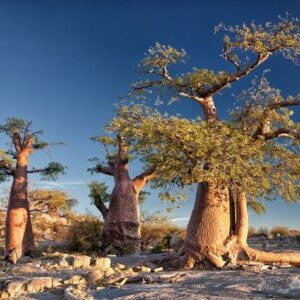 Kubu Island: A Desert Island of Baobabs and Ancient Fossils In the vast expanse of the great salt flats of Makgadikgadi in the north of the Kalahari, lies an isolated granite outcrop, some 10 meters h...
