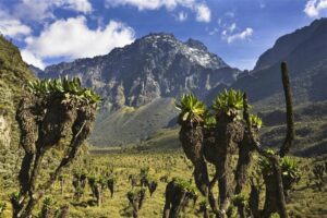 Rwenzori National Park Rwenzori National Park is a home to vast flora and fauna, as well as remarkable waterfalls. The Ruwenzori National Park is a paradise for trekking, with mountains of more than five thousand meters shrouded in mist and rain forests with lush vegetation.