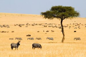 Maasai Mara National Reserve Maasai Mara National Reserve (also "Masai Mara") is one of Africa's most magnificent game reserves. Bordering Tanzania, the Mara is the northern extension of the Serengeti and forms a wildlife corridor between the two countries.