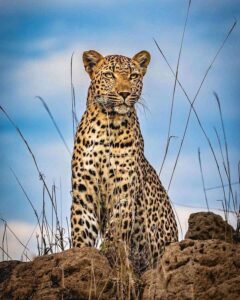 The wonders of Serengeti National Park