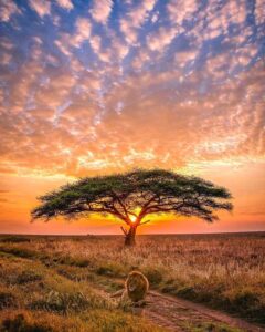 Sunset in Serengeti National Park