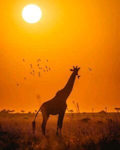 The wonders of Serengeti National Park