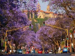 Jacaranda tree in Pretoria, South Africa 