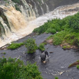 Situated on the equator in northern Gabon the largely pristine site encompasses an area of almost 300,000 ha crossed by a network of picturesque blackwater rivers. Ivindo National Park features rapids and waterfalls bordered by intact rainforest, which make for a landscape of great aesthetic value.