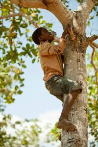 African boy climbing a tree