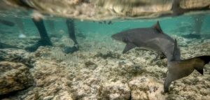 Shark Bay in Cape Verde 