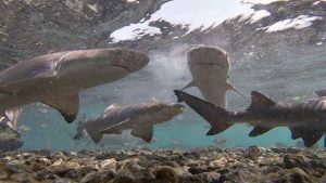 Shark Bay in Cape Verde 