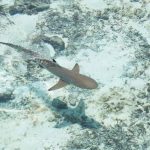 Shark Bay in Cape Verde