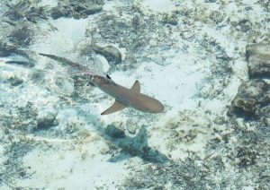 Shark Bay in Cape Verde 