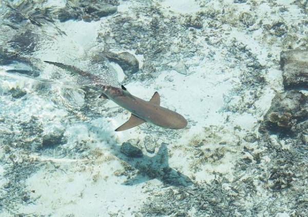 Shark Bay in Cape Verde