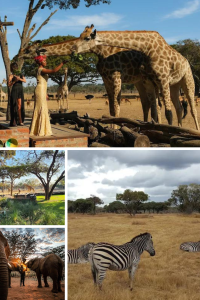 Wild Is Life & ZENWe are a genuine wildlife and landscape conservation operation. We rescue, rehabilitate and rewild orphaned and injured elephants and other animals in Zimbabwe Source: wildislife.org