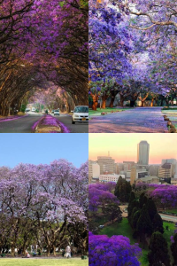 Jacaranda Tree in Harare Zimbabwe