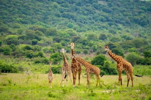 Akagera National Park Rwanda