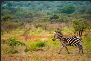 Akagera National Park Rwanda