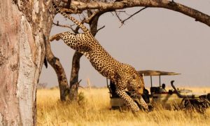 Akagera National Park Rwanda